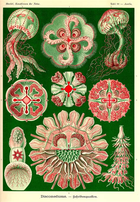 Art Forms In Nature Sea Life Painting By Ernst Haeckel Fine Art America