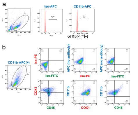 Analysis of CD45 and COX-1 expression in CD11b-positive cells collected ...