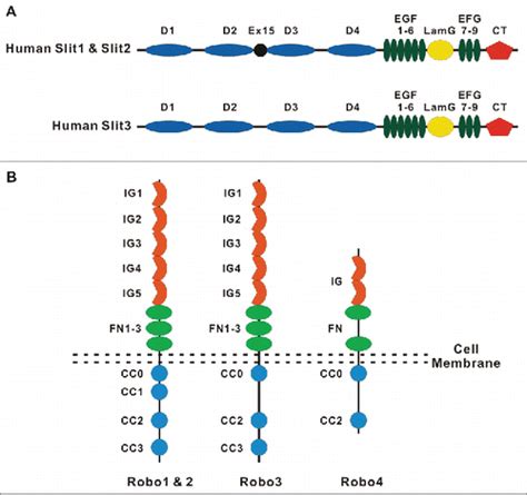 Full Article The Role Of Slit Robo Signaling In The Regulation Of