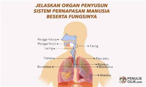 Bagian Bagian Hidung Beserta Gambar Dan Fungsinya Retorika