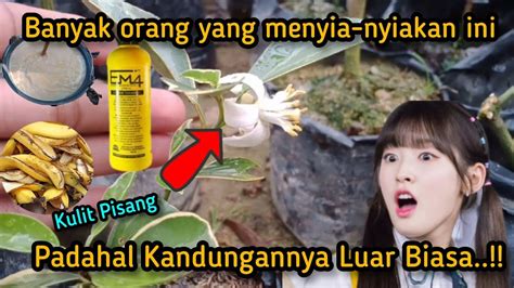 Setelah Saya Tau Manfaatnya Saya Tidak Lagi Membuang Kulit Pisang YouTube