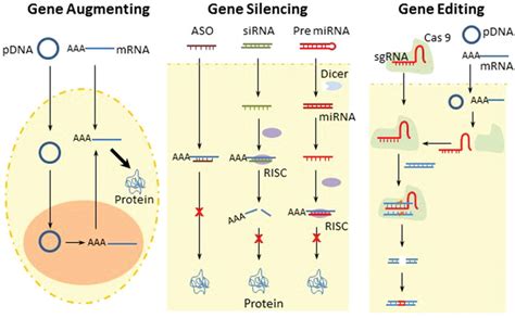 Schematic Illustration For The Different Modalities Used In Hcc Gene