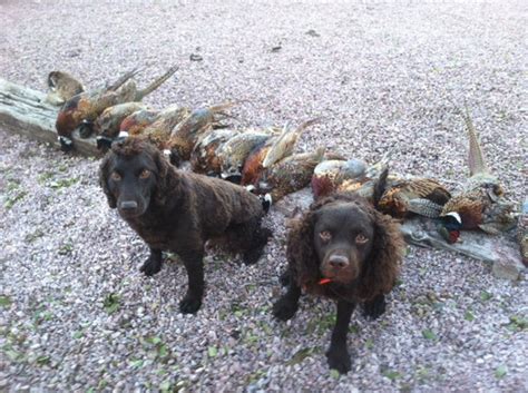 Training a Dog for Duck Hunting | NOMAD Outdoor