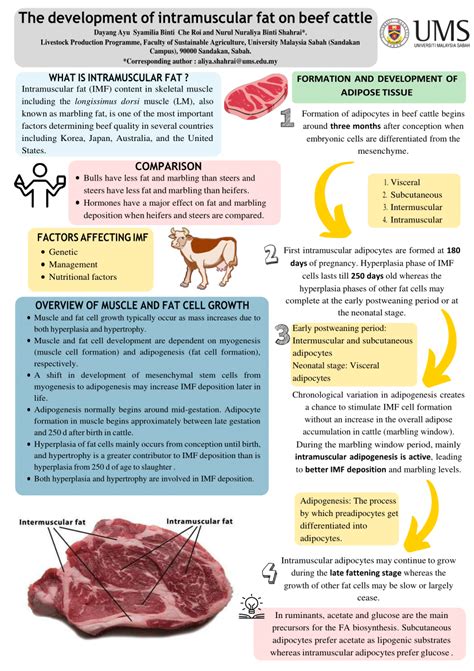 PDF The Development Of Intramuscular Fat On Beef Cattle