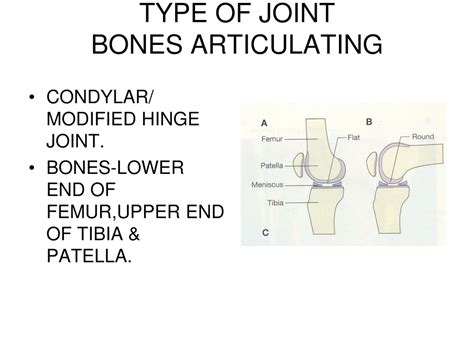 Ppt Knee Joint Powerpoint Presentation Free Download Id8799812