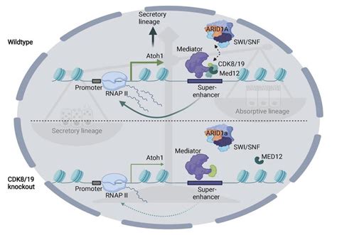 JCI Mediator Kinase Regulates Intestinal Differentiation And