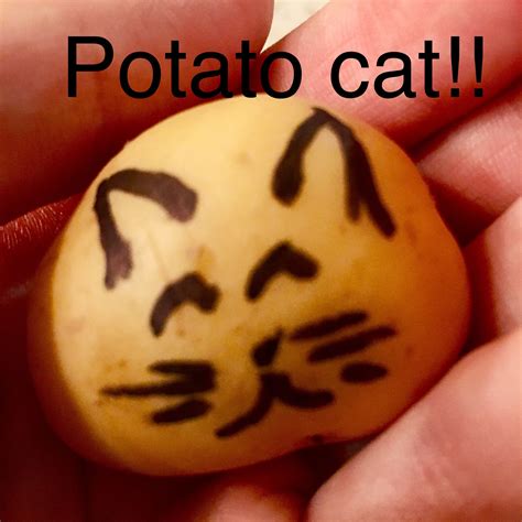 Potato cat meme | Potato cat, Food, Desserts