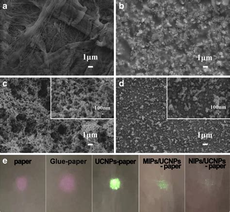 sem micrographs  bare filter paper  ucnp paper