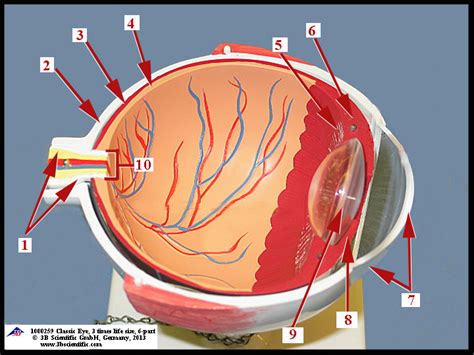 Eye Model Diagram Quizlet