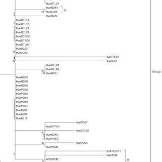 Maximum Likelihood Phylogenetic Tree Based On The Coi Nucleotide