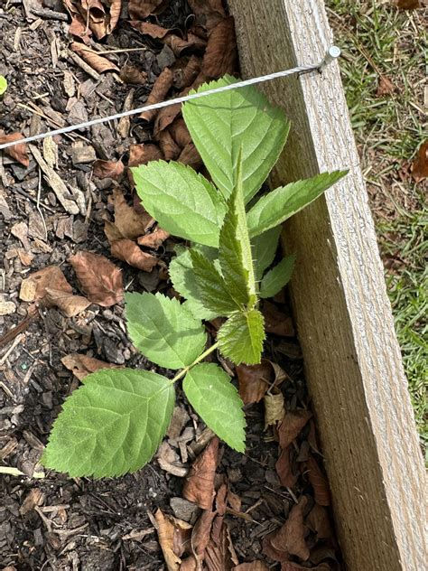 Armenianhimalayan Blackberry Keep Or Nah Rgardening
