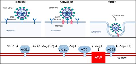 Interaction Of Sars Cov 2 And Other Coronavirus With Ace Angiotensin