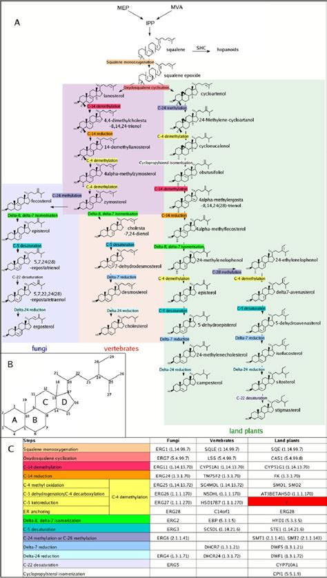 A) Canonical pathways of sterol synthesis leading to land plants ...