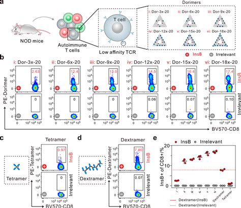 Detection Of Autoimmune Cd8⁺ T Cells Using Dorimers A Schematic