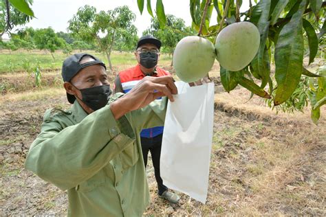 Pertamina Targetkan Panen 1 Ton Mangga Agrimania Melalui Binaannya