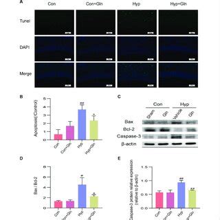 Gln Inhibits Neuronal Apoptosis In Rats With Hyperoxia Induced Brain