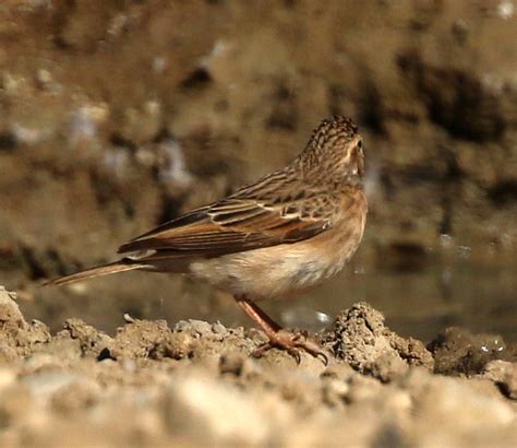 lark-like-bunting-1-1 – BirdLife eThekwini KZN