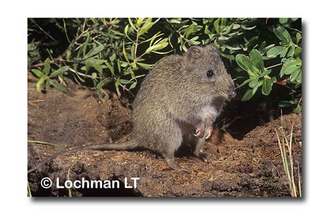 Gilbert's Potoroo - Lochman TransparenciesLochman Transparencies