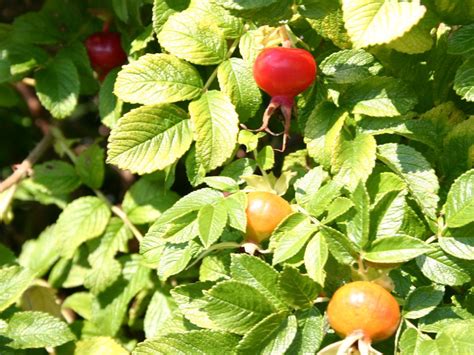 Apfelrose Kartoffelrose Hagebutte Rosa Rugosa Baumschule Horstmann