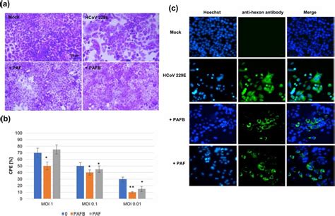 PAFB And PAF Reduced CPE Of HCoV 229E In L132 Cells PAFB And PAF 8