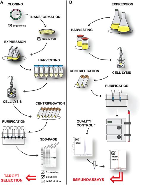 Schematic Overview Of Established Workflow Used In This Study To