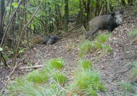 A Tu Per Tu Con Un Cinghiale Come Comportarsi