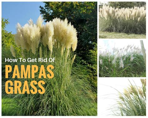 How To Get Rid Of Pampas Grass 2 Ways To Kill It