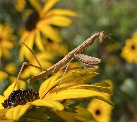 Mantis Nymph Carolina Bugguidenet