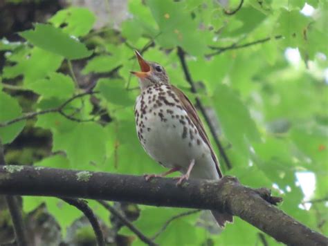 Delving into the Mysteries of Wood Thrush Migration - NH Audubon