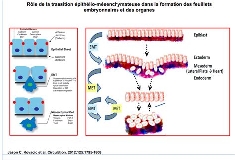 Diapo Pas Comprise Ue Bdd Bdr Tutorat Associatif Toulousain