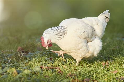 How To Care For Peacocks In Winter The Hip Chick