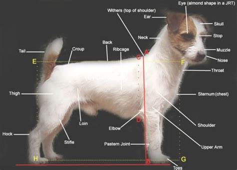 48 Common Health Problems Found In Jack Russell Terriers Pethelpful