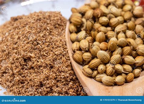 Dried Coriander Seeds In A Spoon With Coriander Powder Background