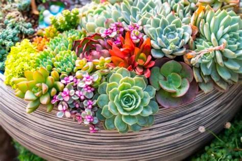 O Que Significa Suculenta - Suculentas: Como Cuidar, Quais os Tipos e fotos de inspiração