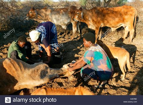 Cow Treatment High Resolution Stock Photography and Images - Alamy