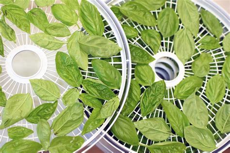 How To Dry Basil Leaves In A Dehydrator Storables