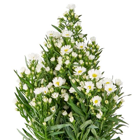 Buy Aster Carnival White Online Flowergist