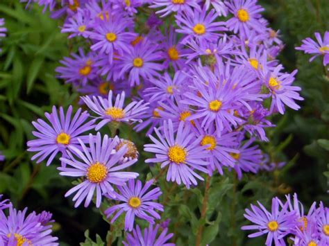 Aster Wikipedia