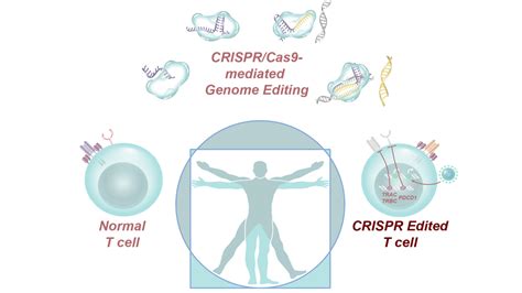 La Combinaci N De Inmunoterapia Y Crispr Da Su Primer Paso Contra El C Ncer