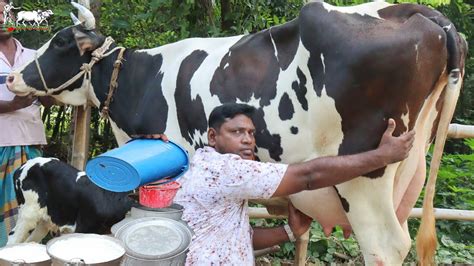 সরাসরি দুধ দোহন দেখে কিনুন।১৮ ২৫ লিটার দুধের গাভী পাবেন এখানে।দুধ না