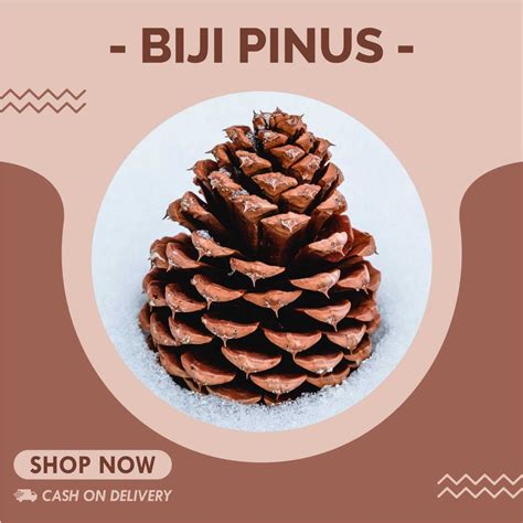 Jual Biji Pinus Bunga Pinus Buah Pinus Rustic Shopee Indonesia