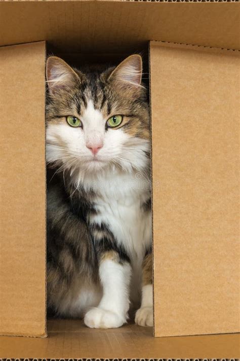 Tabby Cat Hiding in Cardboard Box Stock Image - Image of cute, domestic ...