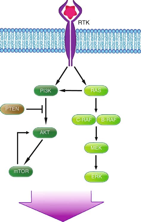 2 Mapk And Pi3k Pathway Targeting In Melanoma Upon Ligand Binding To Download Scientific