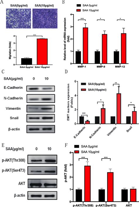 AKT Signaling Pathway Is Regulated By SAA A OVCAR 3 Cell Was Treated