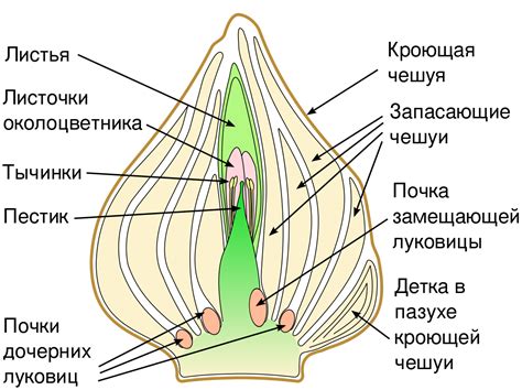 ملف Mature tulip bulb section 2 svg المعرفة