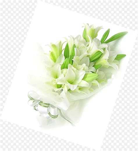 手绘百合花健康教育素材png图片素材下载图片编号10574407 Png素材网