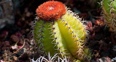 Quels Sont Les Animaux Qui Mangent Des Cactus