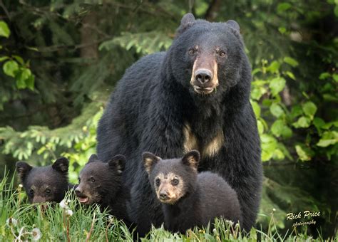 The Black Bear Nature Alberta