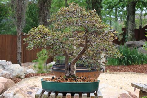 Pin on Bonsai techniques