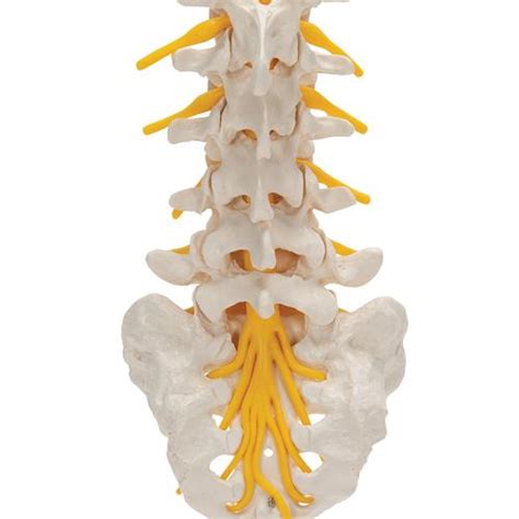 Columna Vertebral Lumbar B Smart Anatomy B Scientific